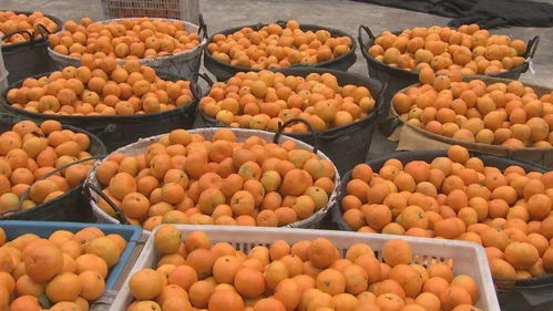 央視點贊三門鮮甜豐收 酒業煥新迎豐年